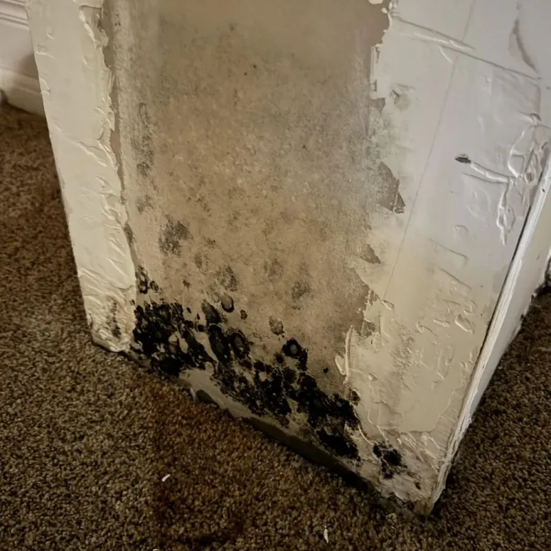 Professional Mold Removal in Indio, CA
